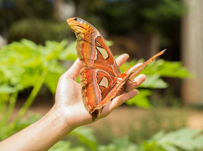 Atlas-Moth2-675x504 11 exceptional Insects Realm Creatures