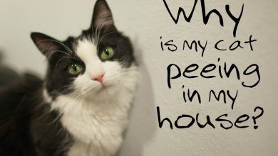 No More Cat Pee Everywhere No More Cat Pee Everywhere ... READ My PERMANENT Solution STORY to Smelly Cat Urine - 4 stock