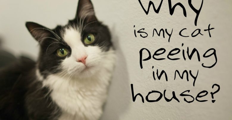 No More Cat Pee Everywhere No More Cat Pee Everywhere ... READ My PERMANENT Solution STORY to Smelly Cat Urine - Tools & Services 25
