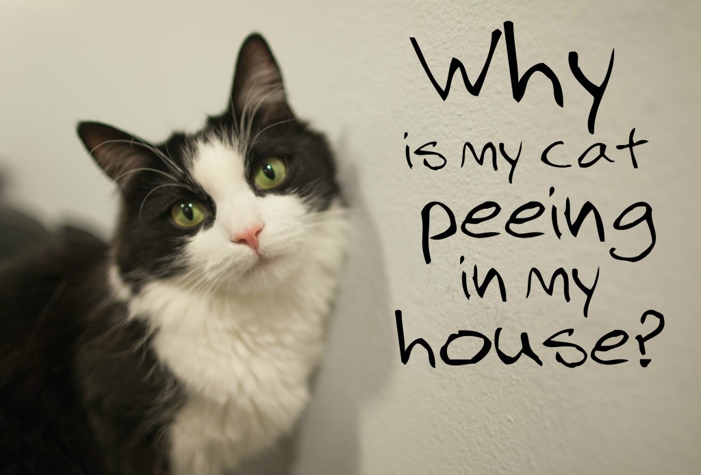 No More Cat Pee Everywhere … READ My PERMANENT Solution STORY to Smelly