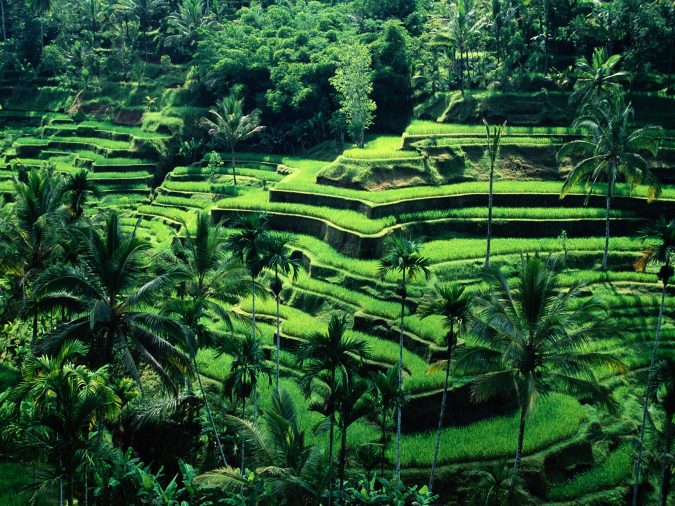 Top 10 Most Attractive Places you Should Visit in Philippines 3 Banaue Rice Terraces Ifugao 2 Top 10 Most Attractive Places you Should Visit in Philippines - 3