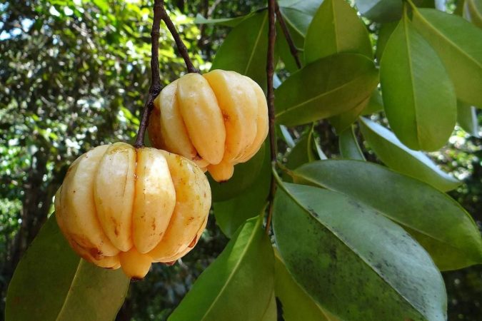Garcinia cambogia Weight Loss with the Help of Healthy Life & Garcinia Cambogia - 2