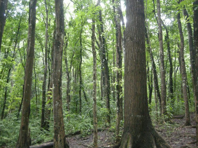Top 10 Most Attractive Places you Should Visit in Philippines 17 Mahogany Forest Bohol Island 2 Top 10 Most Attractive Places you Should Visit in Philippines - 17
