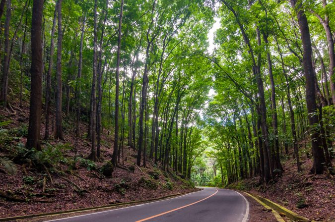 Top 10 Most Attractive Places you Should Visit in Philippines 16 Mahogany Forest Bohol Island Top 10 Most Attractive Places you Should Visit in Philippines - 16