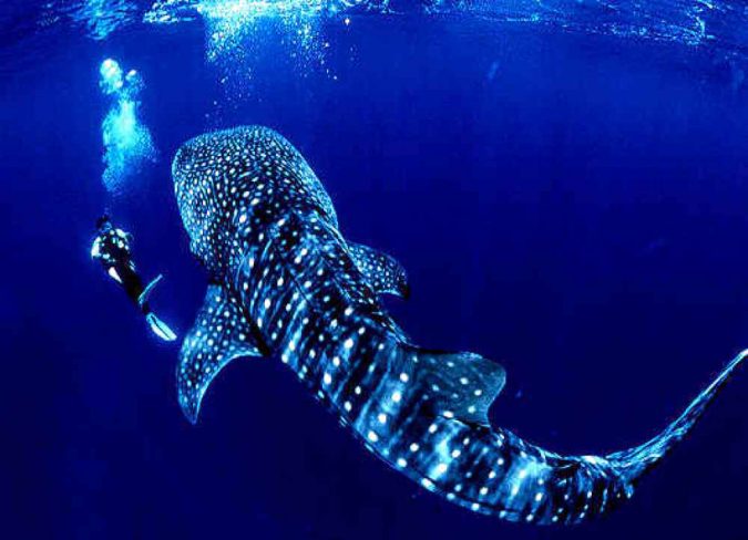 Philippine-Tubbataha-Whale-shark-675x488 Top 10 Most Attractive Places you Should Visit in Philippines