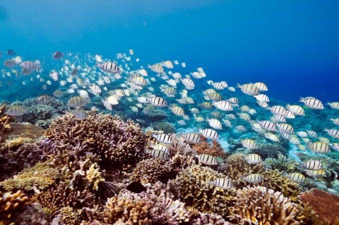 Top 10 Most Attractive Places you Should Visit in Philippines 22 Philippine Tubbataha convict surgeonfish acanthurus triostegus by toppx2 Top 10 Most Attractive Places you Should Visit in Philippines - 22