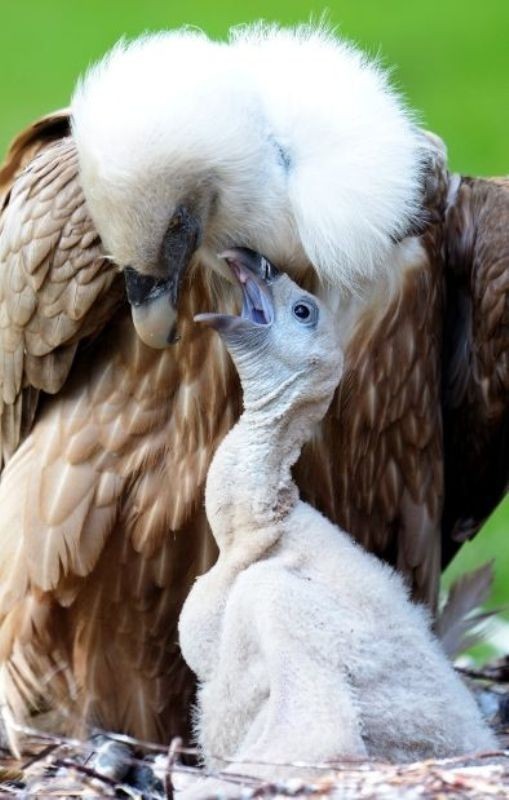 animal motherhood 1 78+ Heart-touching Photos of Mothers and Their Babies - 22