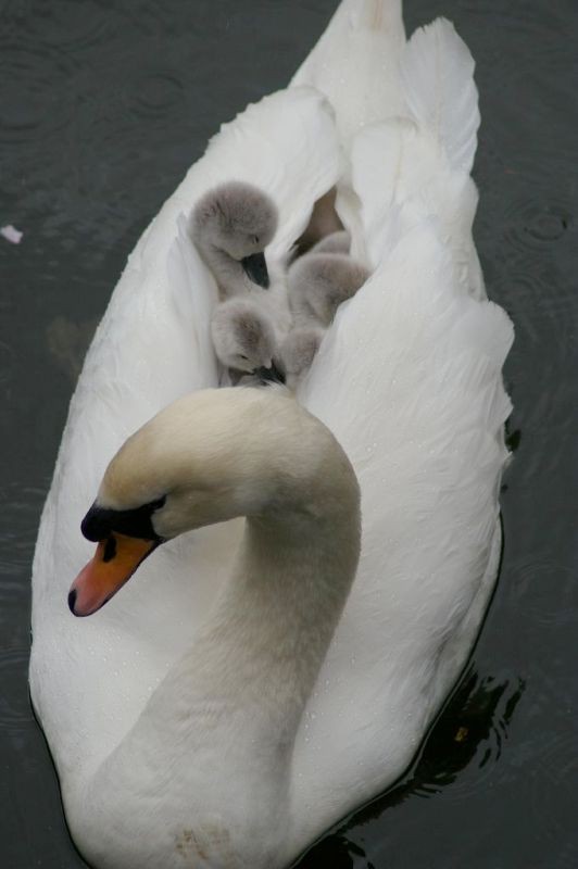 animal motherhood 10 78+ Heart-touching Photos of Mothers and Their Babies - 31