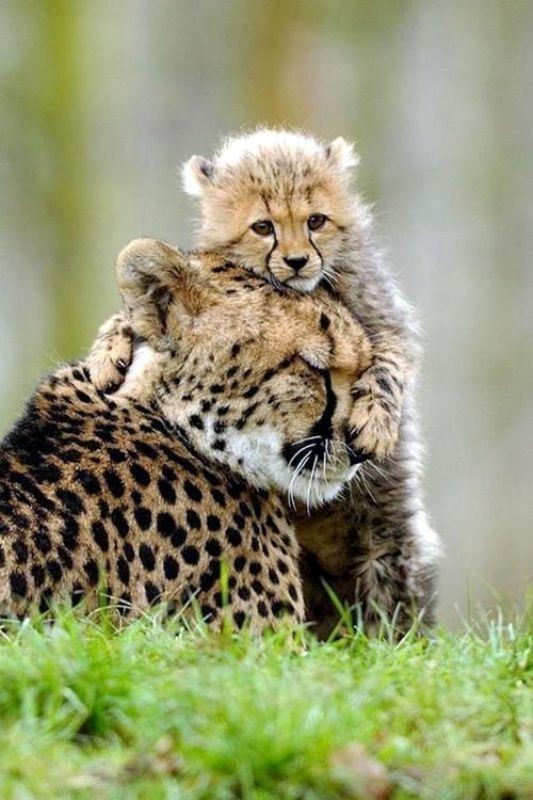 animal-motherhood-13 78+ Heart-touching Photos of Mothers and Their Babies