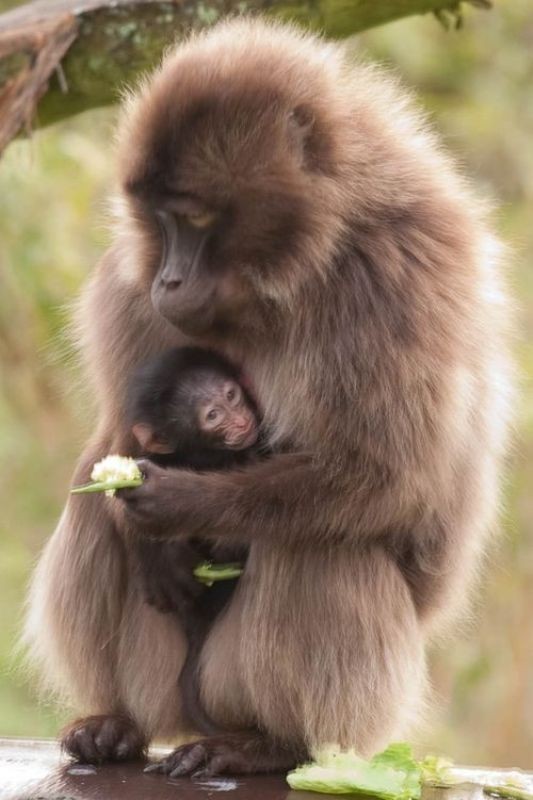 78+ Heart-touching Photos of Mothers and Their Babies 36 animal motherhood 15 78+ Heart-touching Photos of Mothers and Their Babies - 36