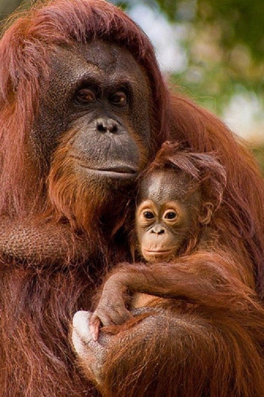 animal motherhood 16 78+ Heart-touching Photos of Mothers and Their Babies - 37