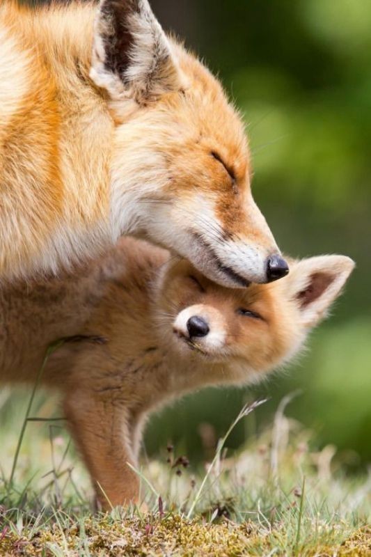 78+ Heart-touching Photos of Mothers and Their Babies 38 animal motherhood 17 78+ Heart-touching Photos of Mothers and Their Babies - 38