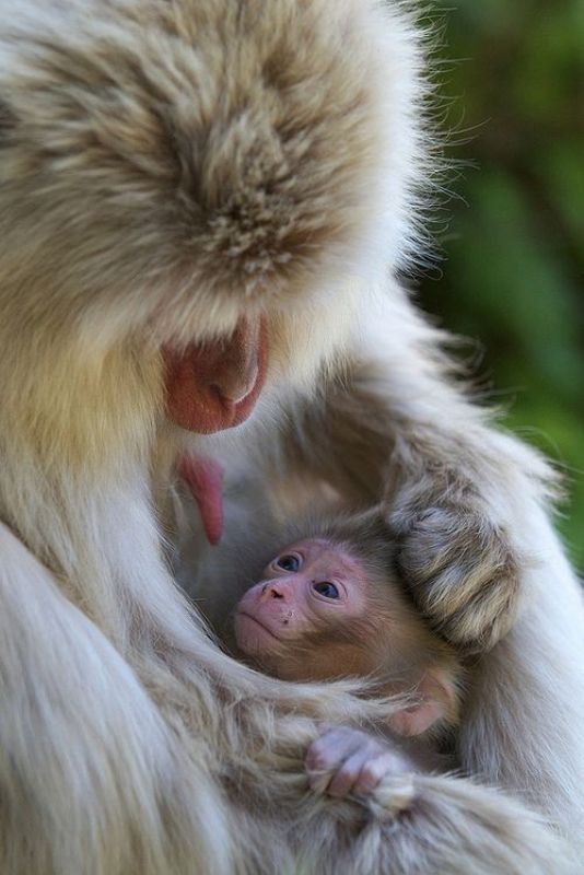 78+ Heart-touching Photos of Mothers and Their Babies 40 animal motherhood 19 78+ Heart-touching Photos of Mothers and Their Babies - 40