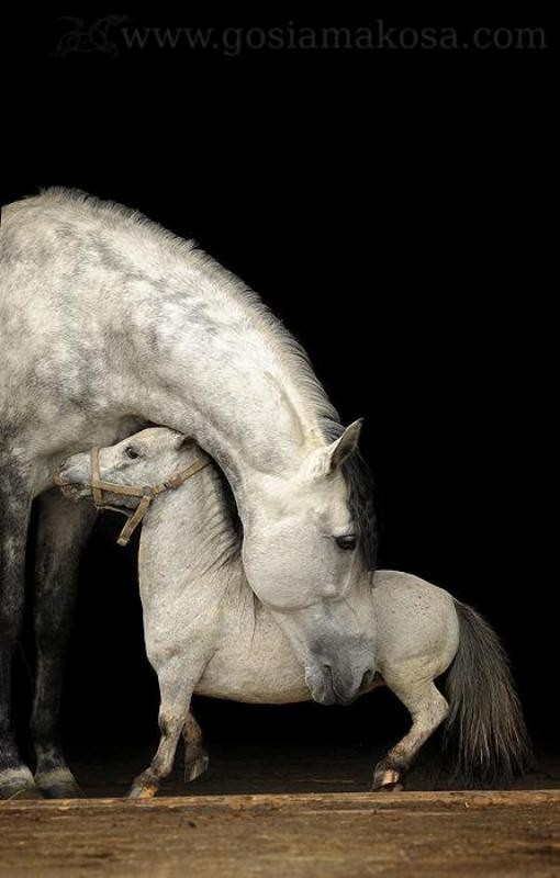 78+ Heart-touching Photos of Mothers and Their Babies 23 animal motherhood 2 78+ Heart-touching Photos of Mothers and Their Babies - 23