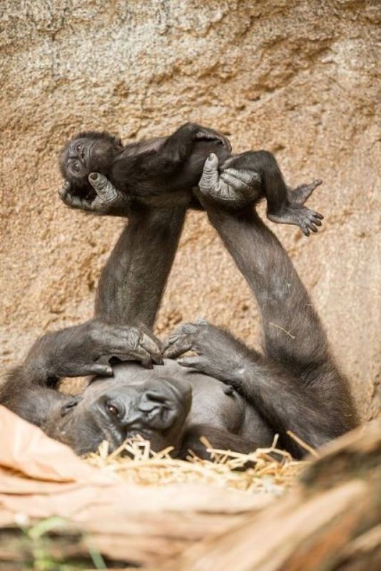 78+ Heart-touching Photos of Mothers and Their Babies 41 animal motherhood 20 78+ Heart-touching Photos of Mothers and Their Babies - 41