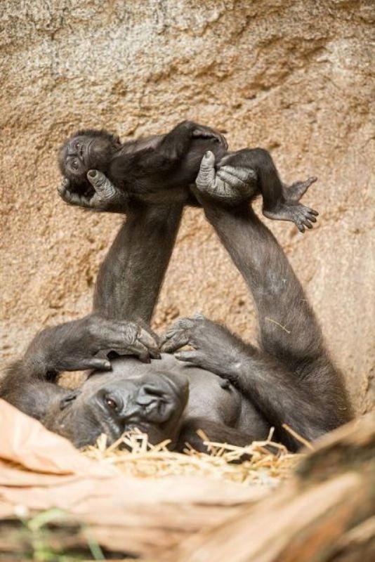 animal motherhood 20 78+ Heart-touching Photos of Mothers and Their Babies - 41