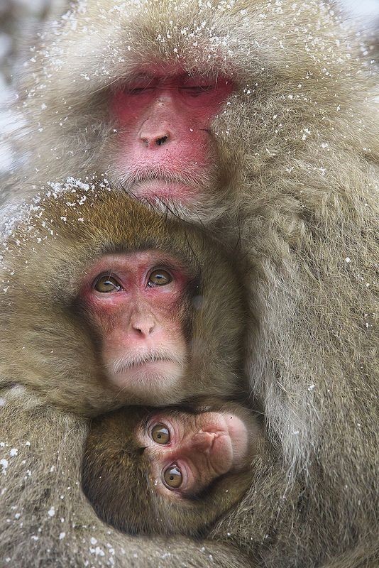 animal motherhood 21 78+ Heart-touching Photos of Mothers and Their Babies - 42