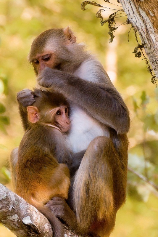 78+ Heart-touching Photos of Mothers and Their Babies 43 animal motherhood 22 78+ Heart-touching Photos of Mothers and Their Babies - 43