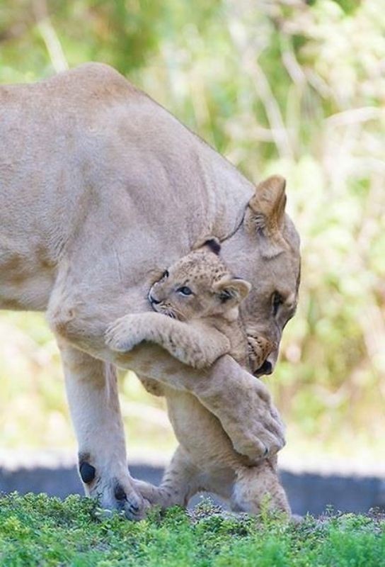 animal motherhood 23 78+ Heart-touching Photos of Mothers and Their Babies - 44