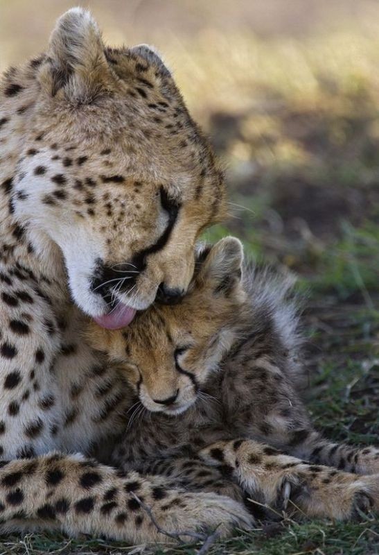animal motherhood 24 78+ Heart-touching Photos of Mothers and Their Babies - 45