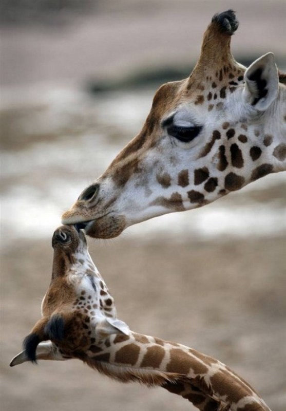 animal motherhood 26 78+ Heart-touching Photos of Mothers and Their Babies - 47