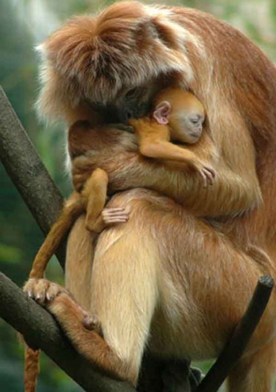 animal motherhood 27 78+ Heart-touching Photos of Mothers and Their Babies - 48