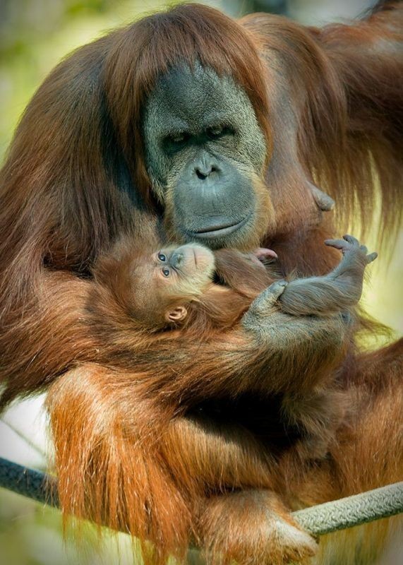 animal motherhood 28 78+ Heart-touching Photos of Mothers and Their Babies - 49