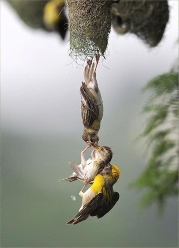 animal motherhood 29 78+ Heart-touching Photos of Mothers and Their Babies - 50