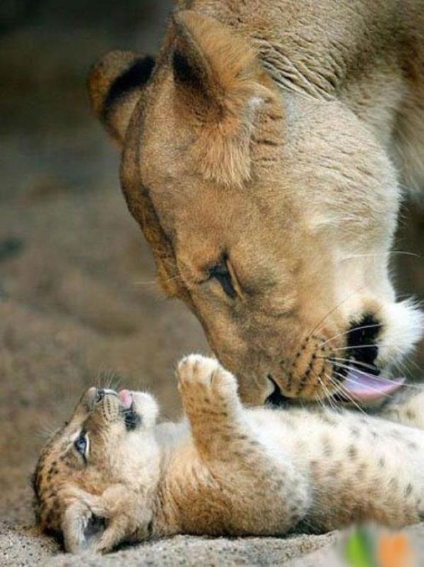animal motherhood 31 78+ Heart-touching Photos of Mothers and Their Babies - 52