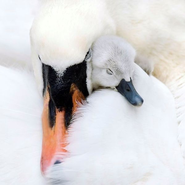 78+ Heart-touching Photos of Mothers and Their Babies 53 animal motherhood 32 78+ Heart-touching Photos of Mothers and Their Babies - 53