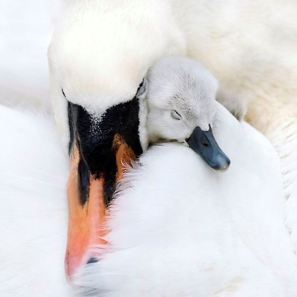 animal motherhood 32 78+ Heart-touching Photos of Mothers and Their Babies - 53