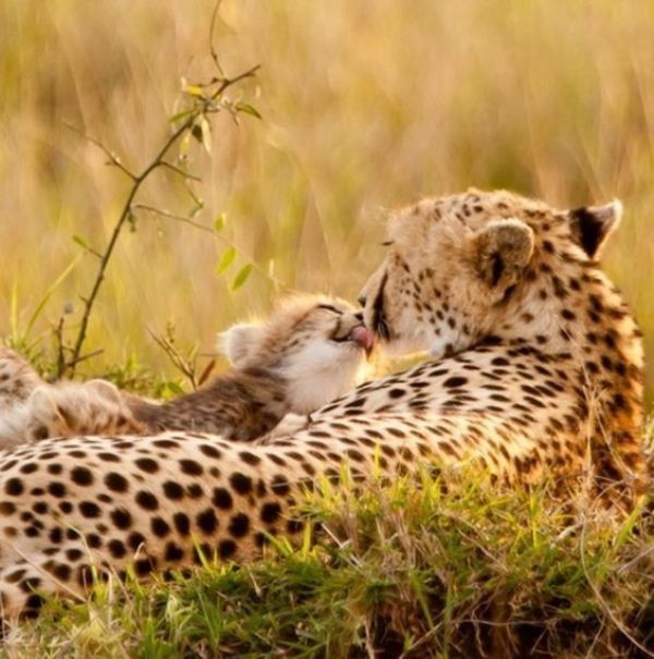 animal motherhood 33 78+ Heart-touching Photos of Mothers and Their Babies - 54