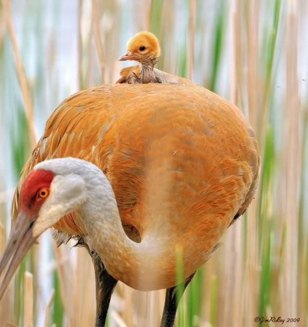 animal motherhood 34 78+ Heart-touching Photos of Mothers and Their Babies - 55