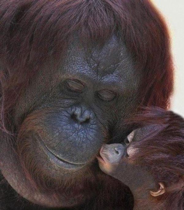78+ Heart-touching Photos of Mothers and Their Babies 56 animal motherhood 35 78+ Heart-touching Photos of Mothers and Their Babies - 56