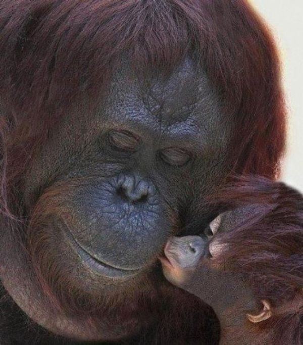 animal motherhood 35 78+ Heart-touching Photos of Mothers and Their Babies - 56