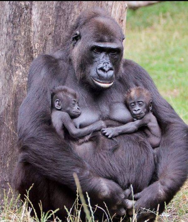 animal motherhood 36 78+ Heart-touching Photos of Mothers and Their Babies - 57