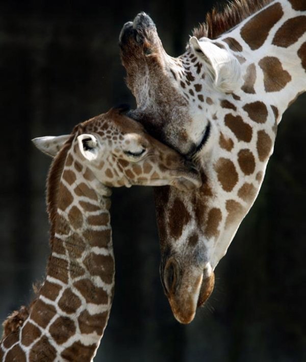 animal motherhood 37 78+ Heart-touching Photos of Mothers and Their Babies - 58