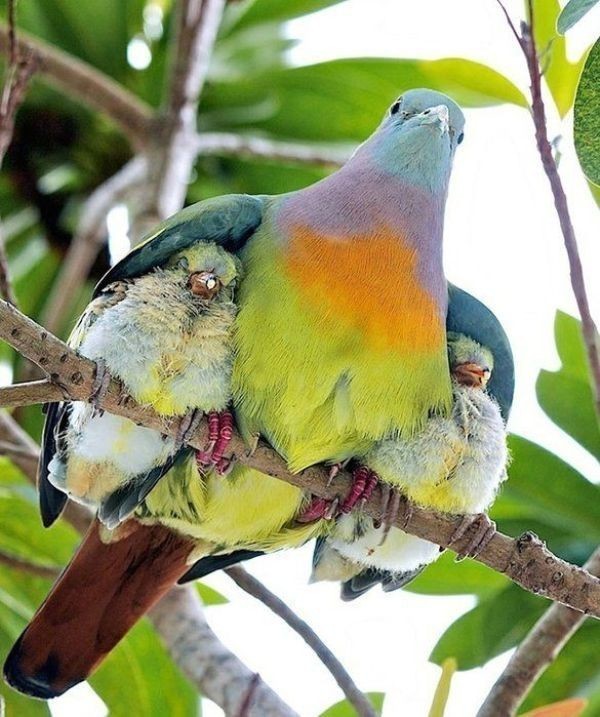 animal motherhood 38 78+ Heart-touching Photos of Mothers and Their Babies - 59