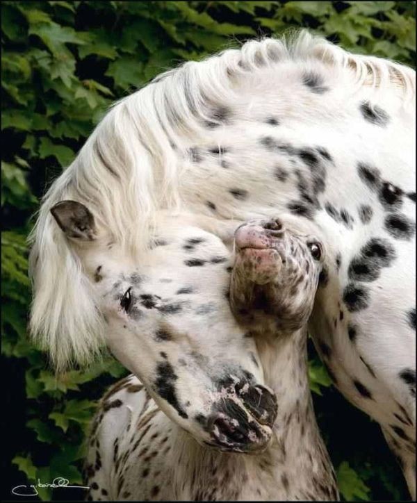 78+ Heart-touching Photos of Mothers and Their Babies 60 animal motherhood 39 78+ Heart-touching Photos of Mothers and Their Babies - 60