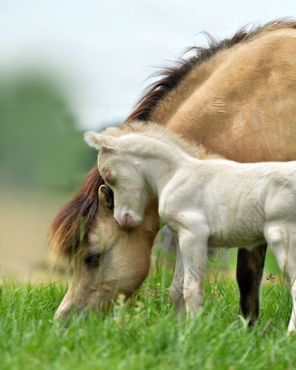 78+ Heart-touching Photos of Mothers and Their Babies 62 animal motherhood 41 78+ Heart-touching Photos of Mothers and Their Babies - 62