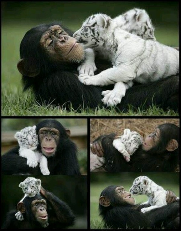 78+ Heart-touching Photos of Mothers and Their Babies 63 animal motherhood 42 78+ Heart-touching Photos of Mothers and Their Babies - 63
