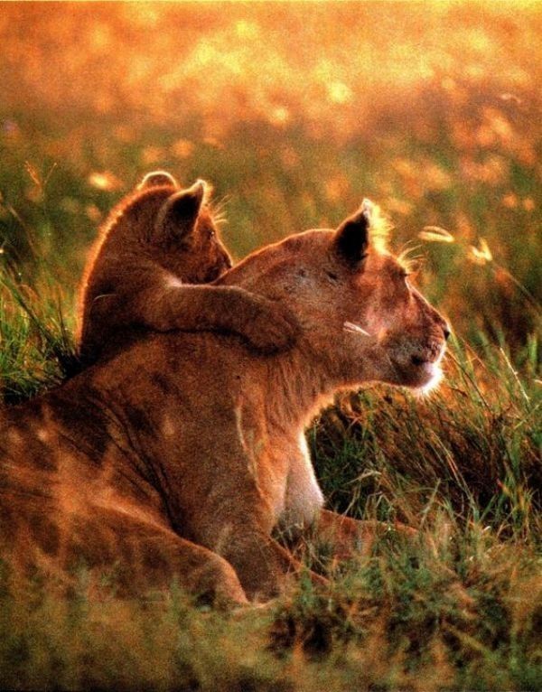 78+ Heart-touching Photos of Mothers and Their Babies 64 animal motherhood 43 78+ Heart-touching Photos of Mothers and Their Babies - 64