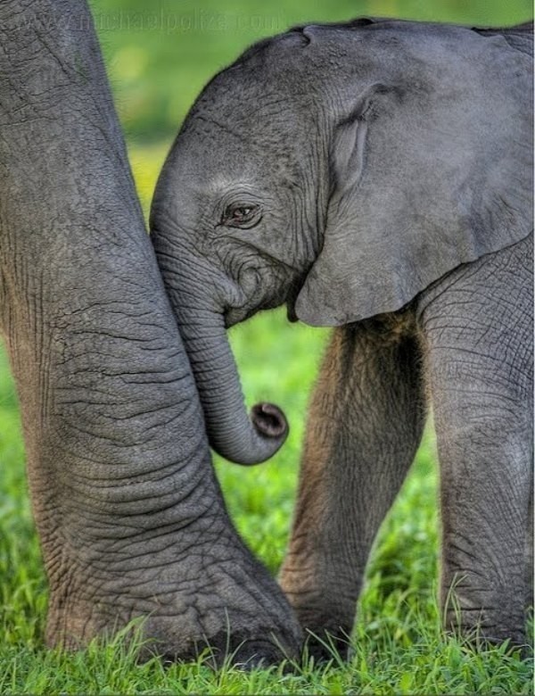 78+ Heart-touching Photos of Mothers and Their Babies 65 animal motherhood 44 78+ Heart-touching Photos of Mothers and Their Babies - 65