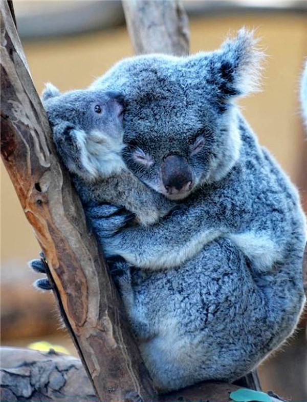 78+ Heart-touching Photos of Mothers and Their Babies 66 animal motherhood 45 78+ Heart-touching Photos of Mothers and Their Babies - 66