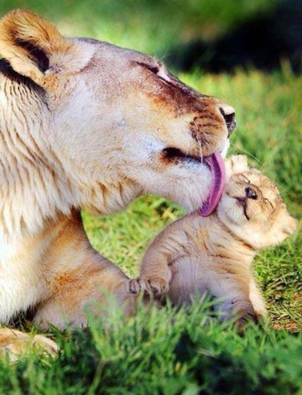 animal motherhood 46 78+ Heart-touching Photos of Mothers and Their Babies - 67