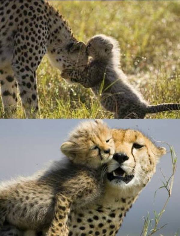 78+ Heart-touching Photos of Mothers and Their Babies 68 animal motherhood 47 78+ Heart-touching Photos of Mothers and Their Babies - 68