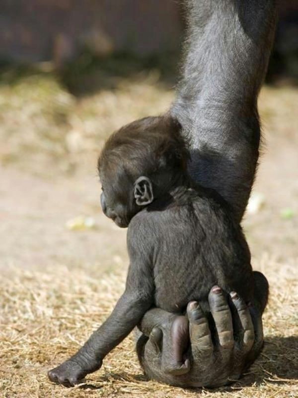 78+ Heart-touching Photos of Mothers and Their Babies 69 animal motherhood 48 78+ Heart-touching Photos of Mothers and Their Babies - 69