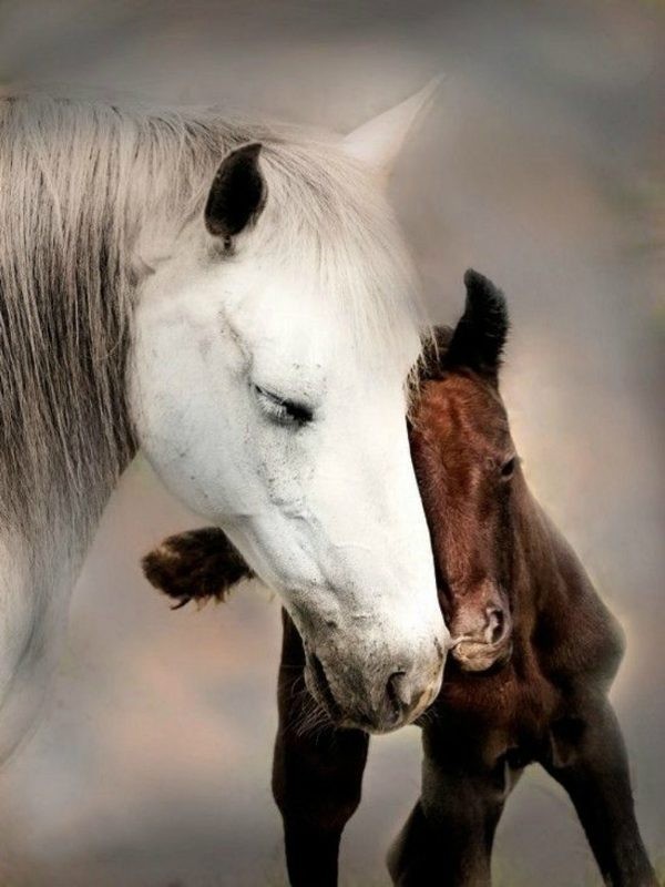 78+ Heart-touching Photos of Mothers and Their Babies 70 animal motherhood 49 78+ Heart-touching Photos of Mothers and Their Babies - 70