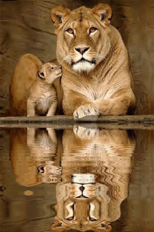 animal motherhood 5 78+ Heart-touching Photos of Mothers and Their Babies - 26
