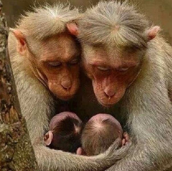 animal motherhood 50 78+ Heart-touching Photos of Mothers and Their Babies - 71